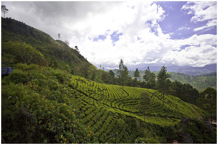 sri lanka (22)