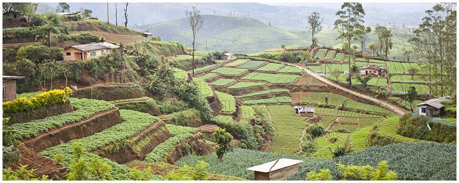 sri lanka (31)