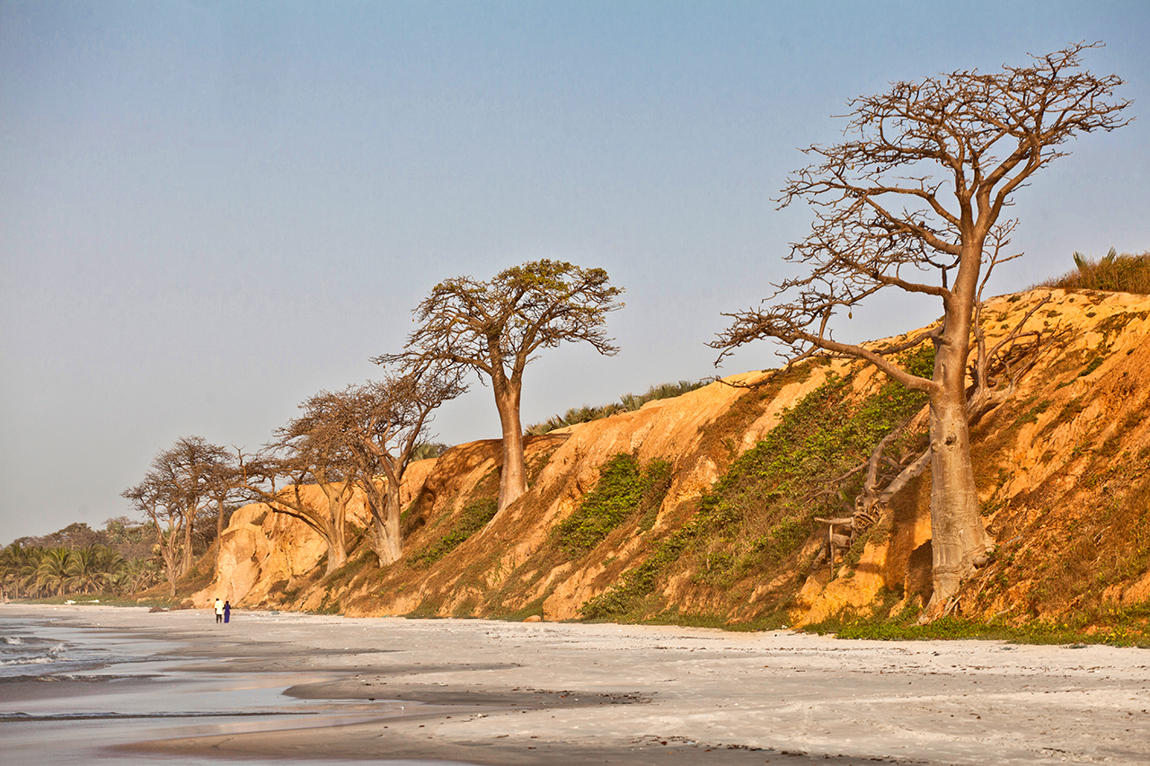 gambia-baobaby-w-afryce